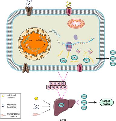 Regulation and Potential Biological Role of Fibroblast Growth Factor 21 in Chronic Kidney Disease